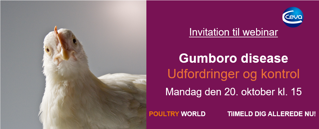 Webinar gumboro disease oktober 2025_Ceva